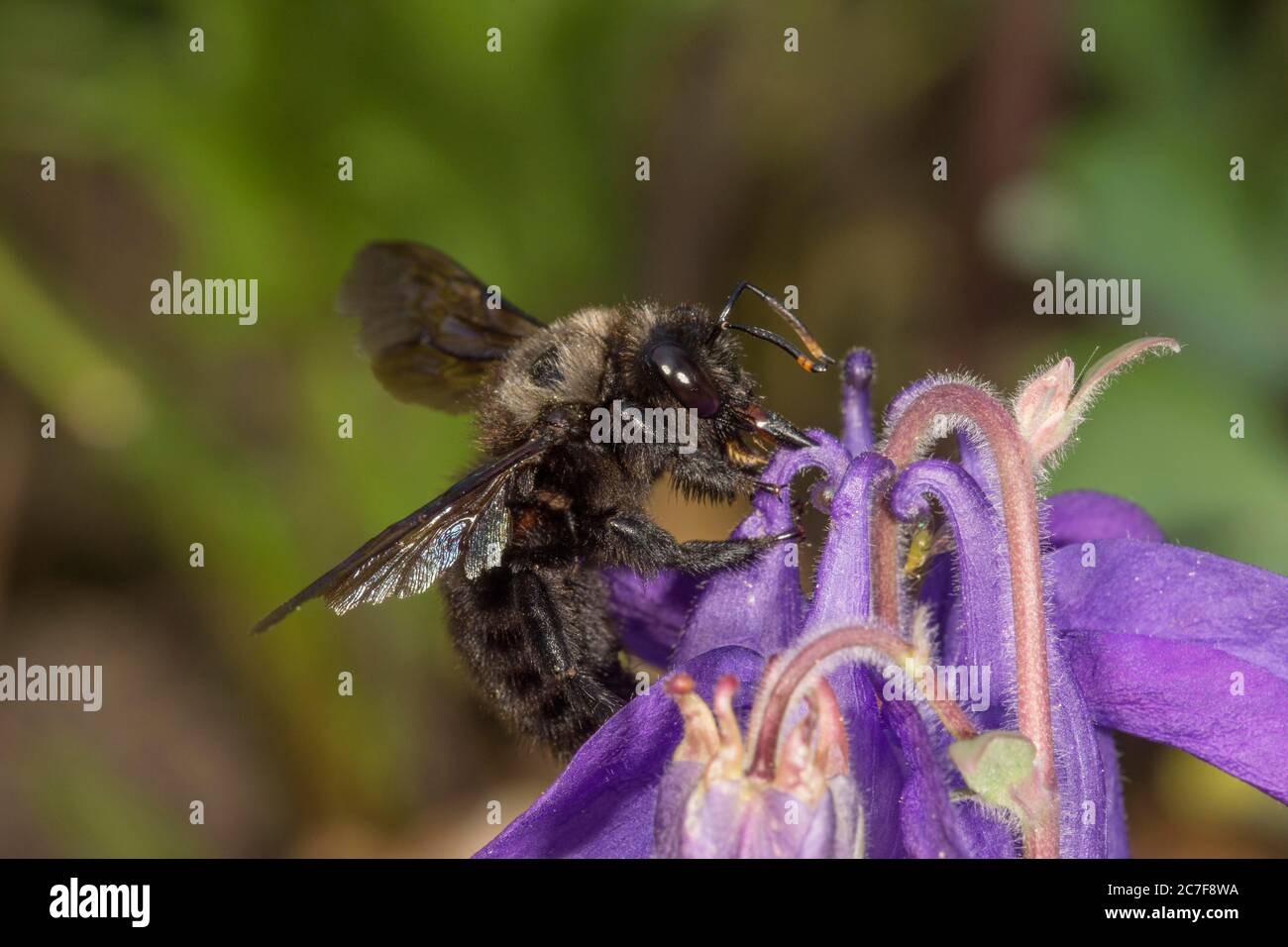 Violette Zimmerbiene (Xylocopa violacea) sammelt Nektar, Baden-Württemberg, Deutschland Stockfoto