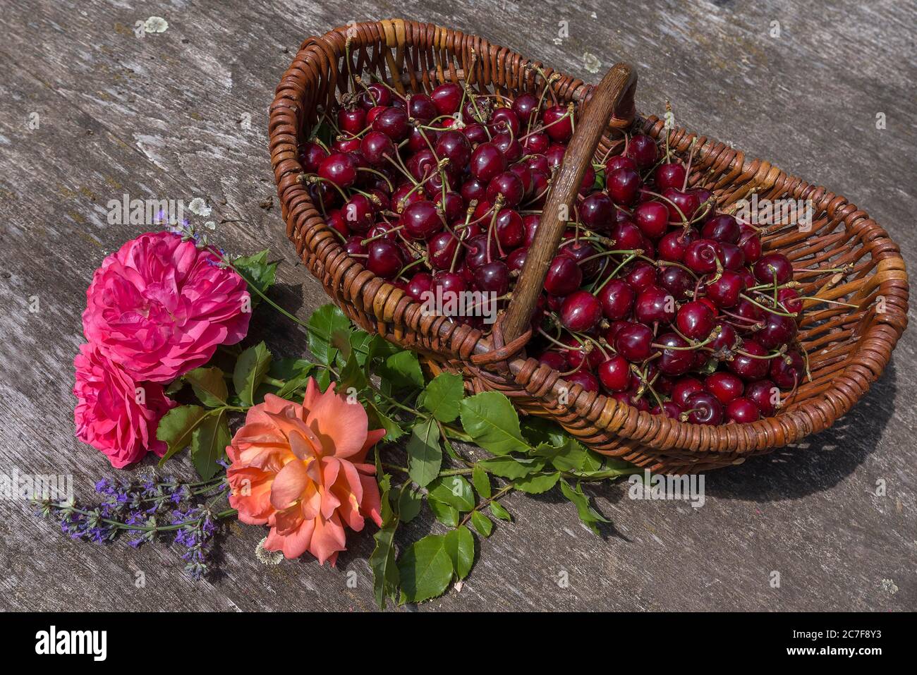 Frisch gepflückte Kirschen in einem Korb mit Rosenblättern, Bayern, Deutschland Stockfoto