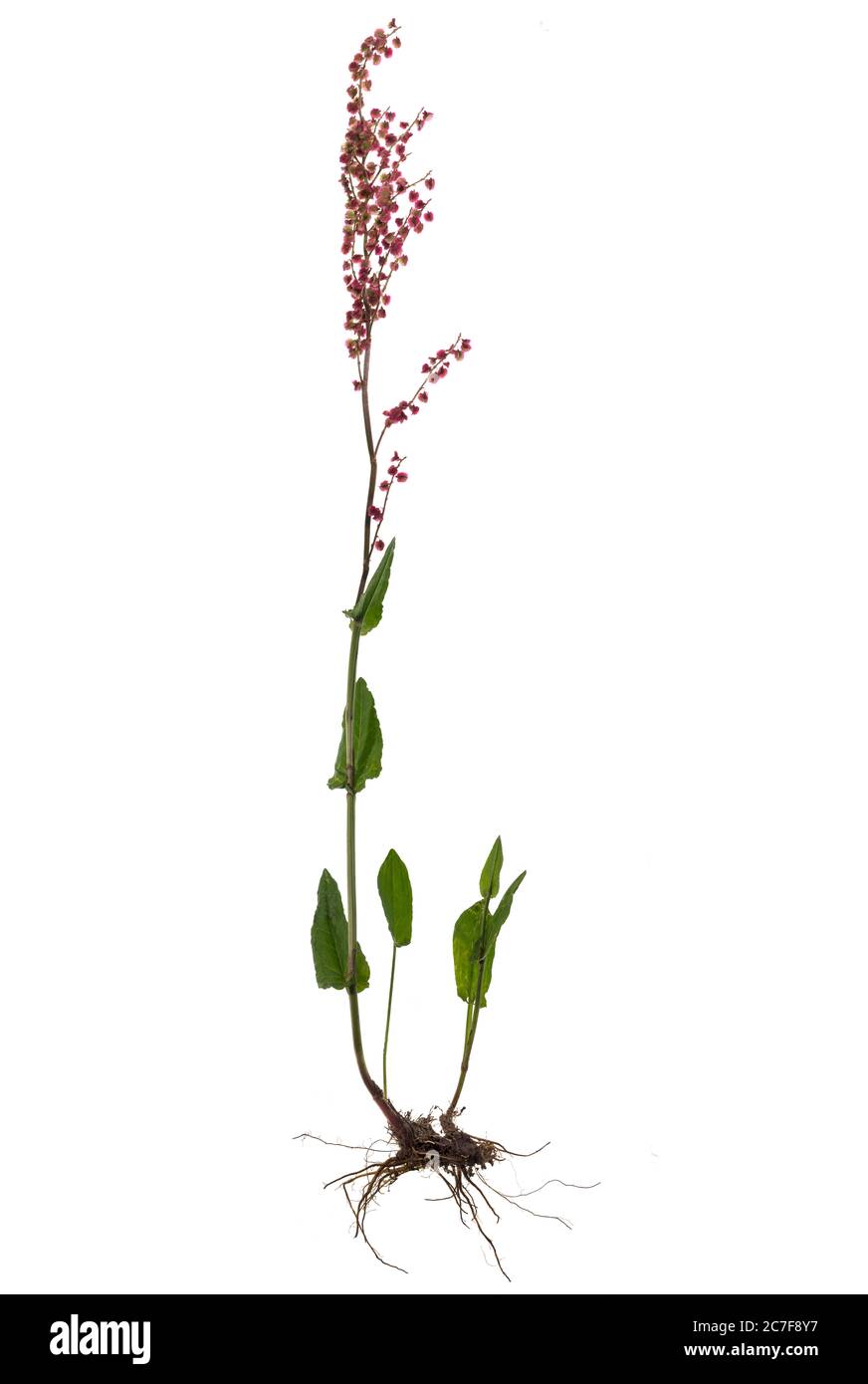Gemeiner Sauerampfer (Rumex acetosa) auf weißem Grund, Pflanze mit Blume und Wurzel, Deutschland Stockfoto