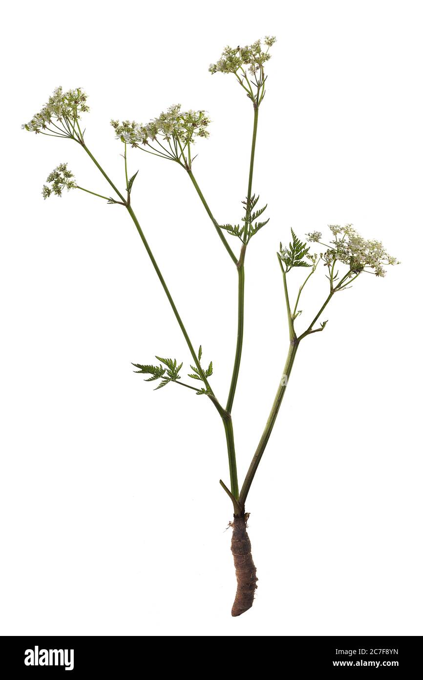 Kuhsilie (Anthriscus sylvestris) auf weißem Grund, Pflanze mit Blume und Wurzel, Deutschland Stockfoto