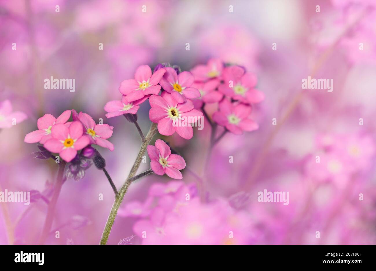 Rosa Vergiss-mich-nicht (Myosotis), Deutschland Stockfoto