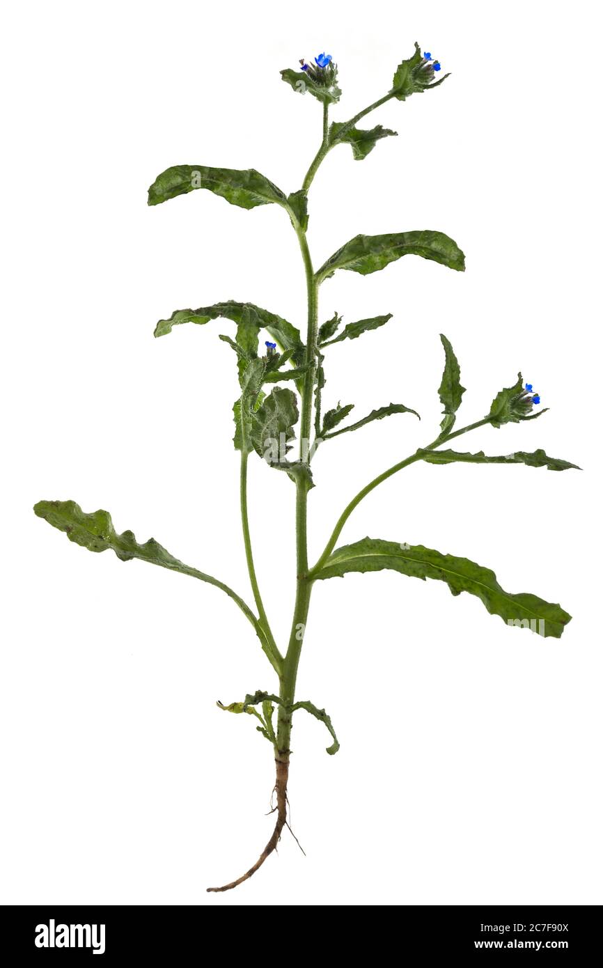 Feldzunge auch Feldkrummhals (Lycopsis arvensis) auf weißem Hintergrund, Deutschland Stockfoto