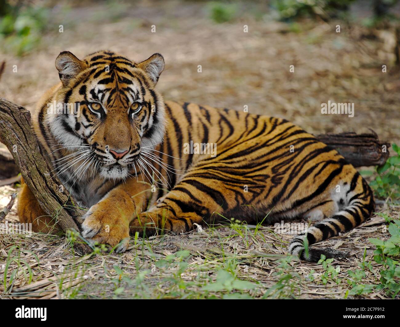 Tiger sitzt im Jacksonville Zoo, umgeben von Ästen und Hinterlässt einen verschwommenen Hintergrund Stockfoto