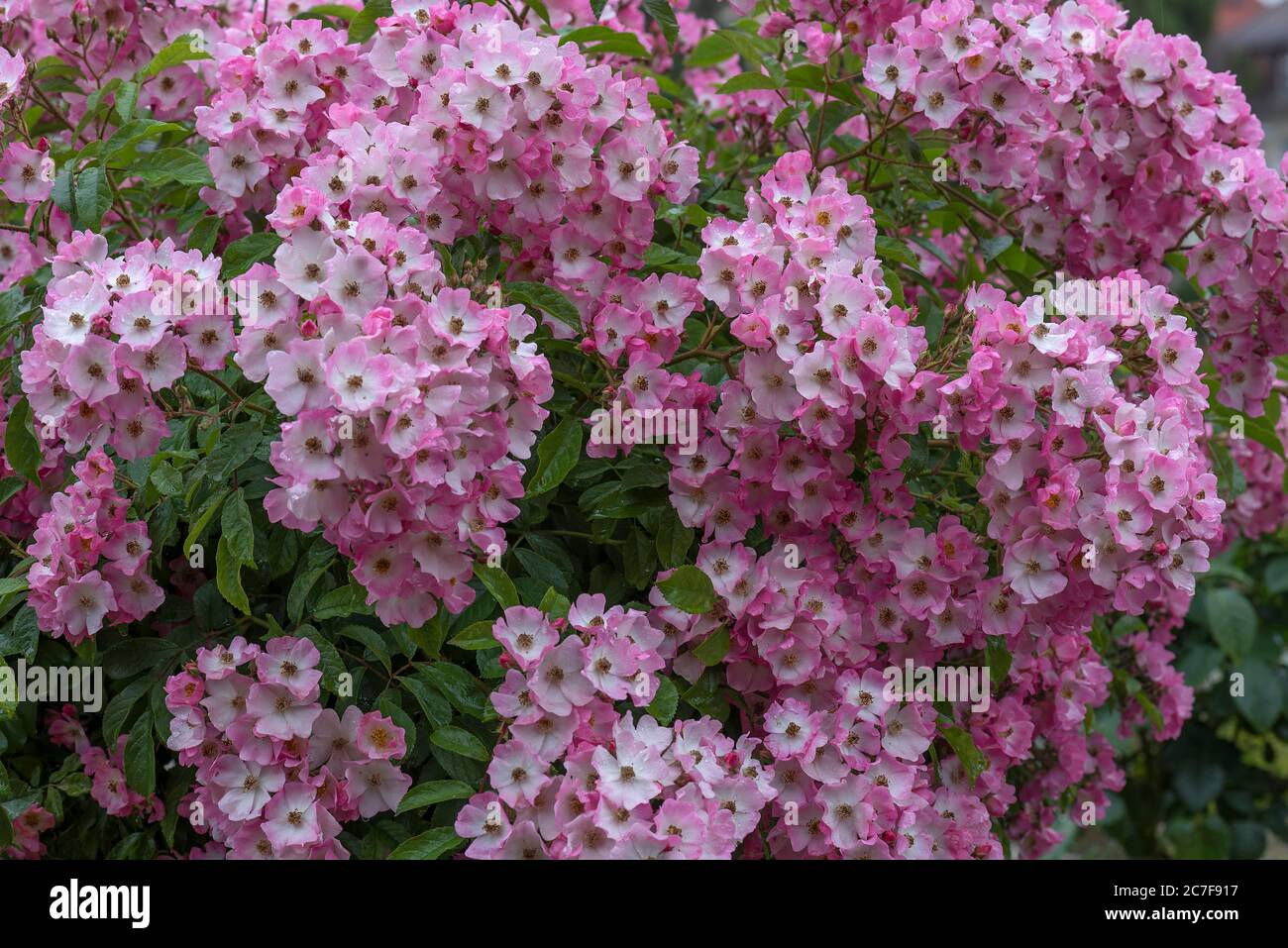 Blühende Wanderrose Maria Lisa (Rosa Multiflora-Hybride), Bayern, Deutschland Stockfoto