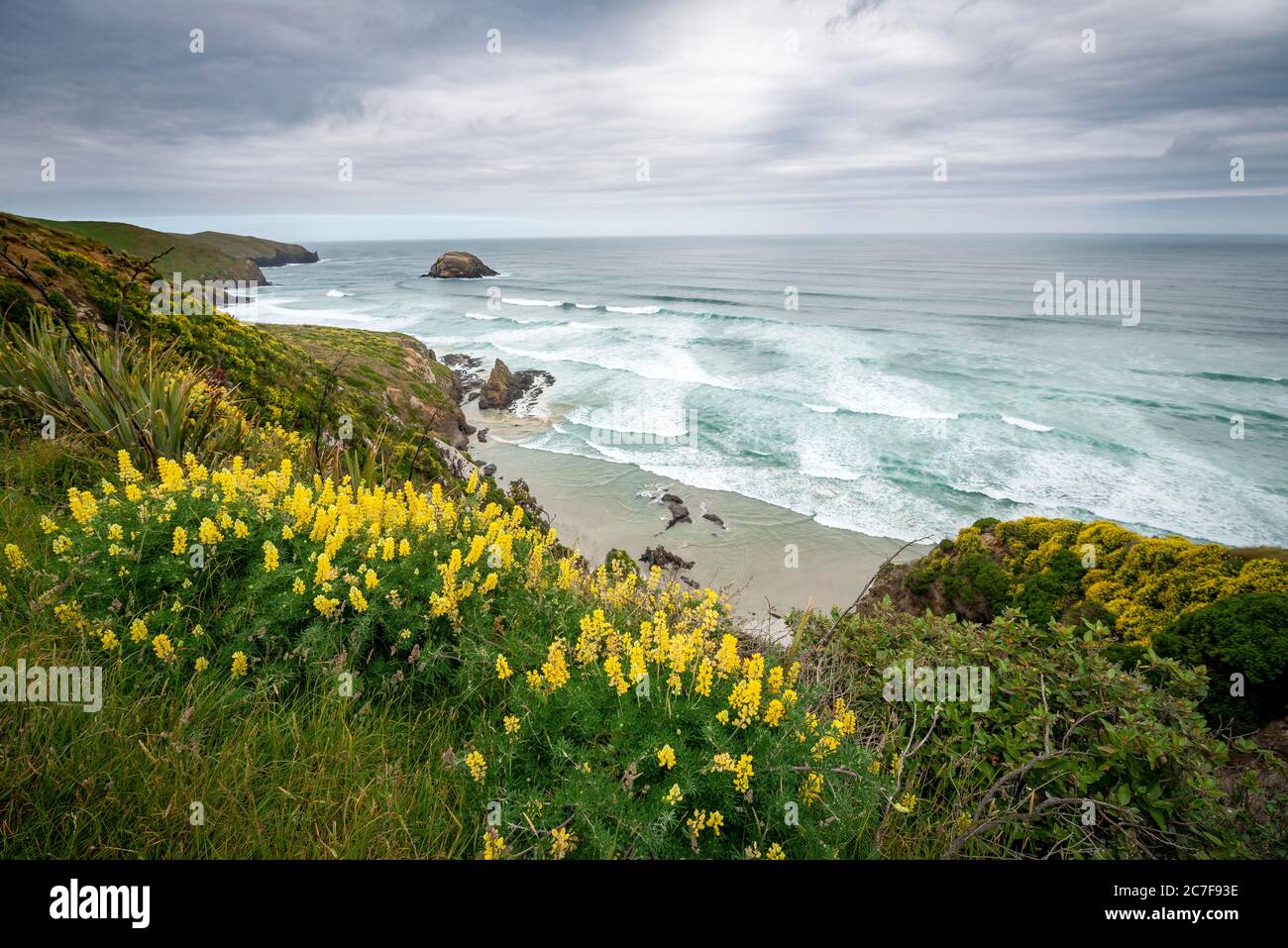 Gelbe Lupinen an der Steilküste, Allans Beach, Otago Peninsula, Dunedin, Neuseeland Stockfoto