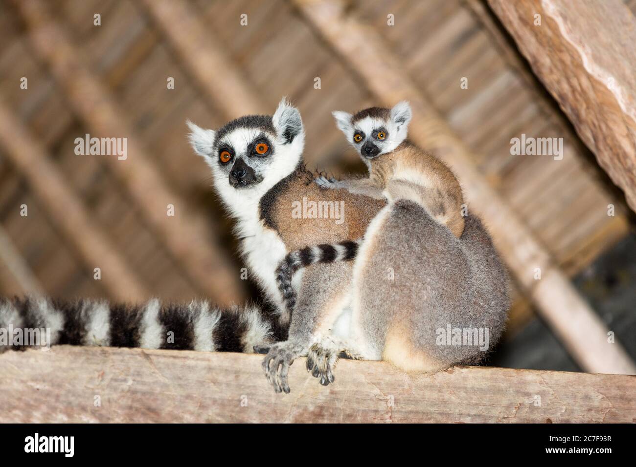 Ringschwanz-Lemur (Lemur catta), mit Tierbaby, Nahampoana Reserve, Süd-Madagaskar, Madagaskar Stockfoto