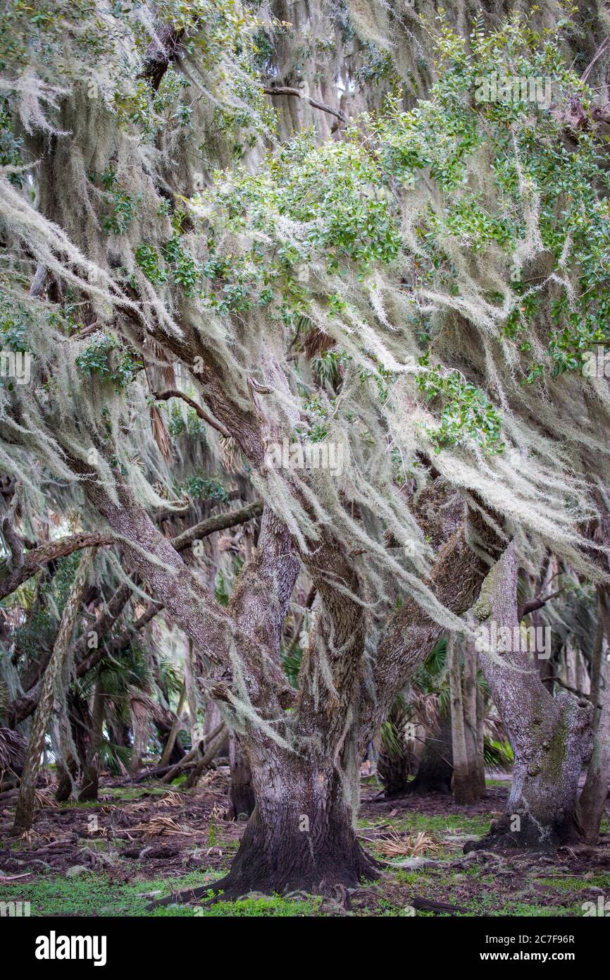 Südliche lebende Eiche (Quercus virginiana) mit spanischem Moos (Tillandsia usneoides), Myakka River State Park, nahe Sarasota, Florida, USA Stockfoto