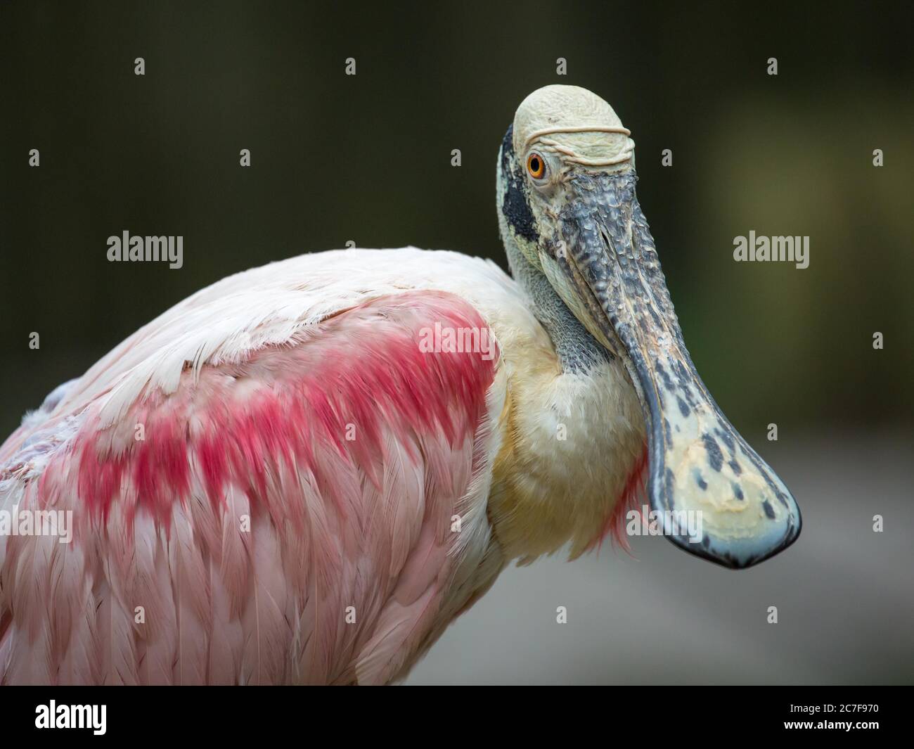 Roseate Löffler (Platalea ajaja), Tierportrait, Captive, Homosassa Springs Wildlife Park, in Homosassa Springs, Florida, USA Stockfoto