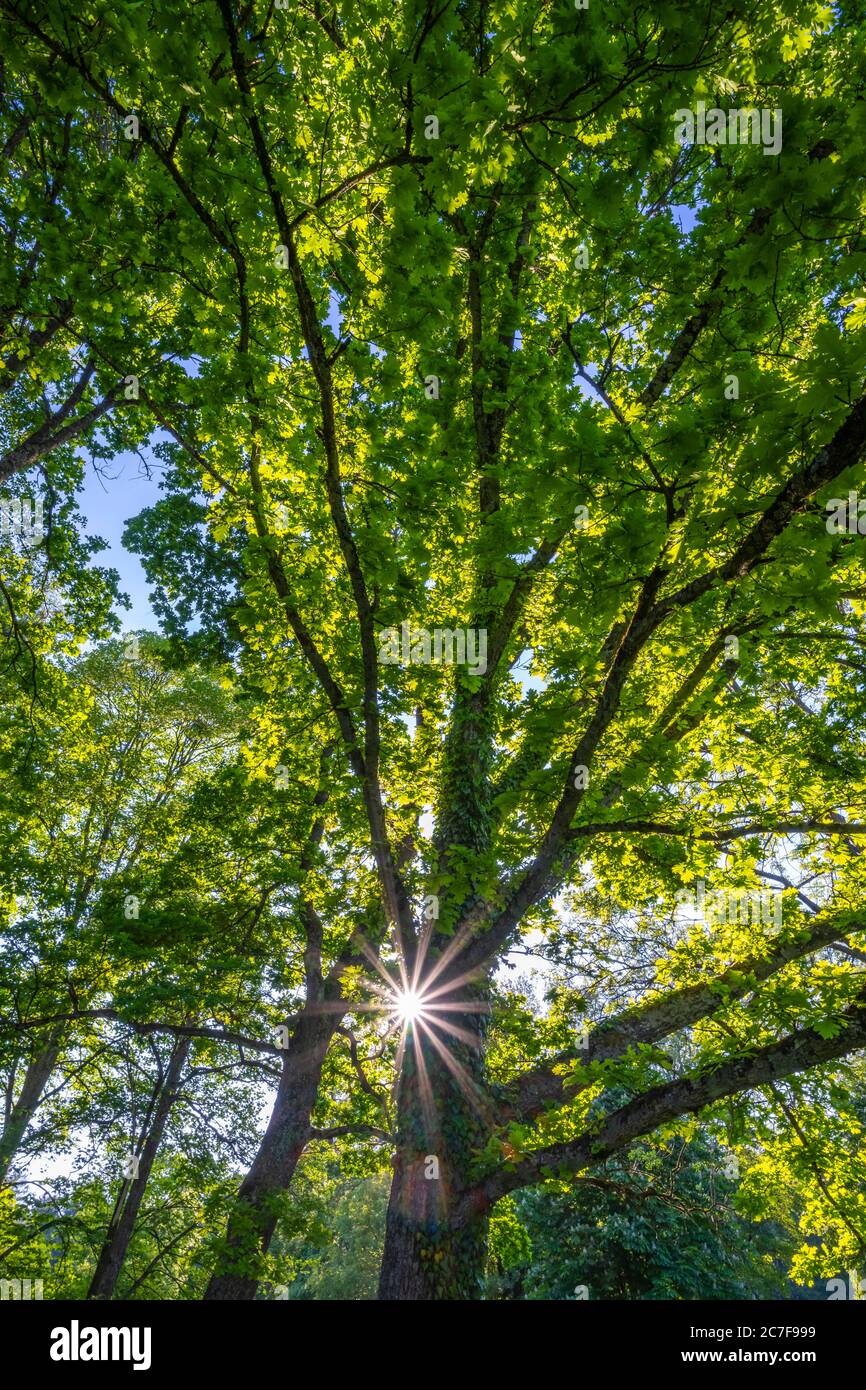 Sonne scheint durch Eiche (Quercus), Baum, Baumkronen, Oberbayern, Bayern, Deutschland Stockfoto