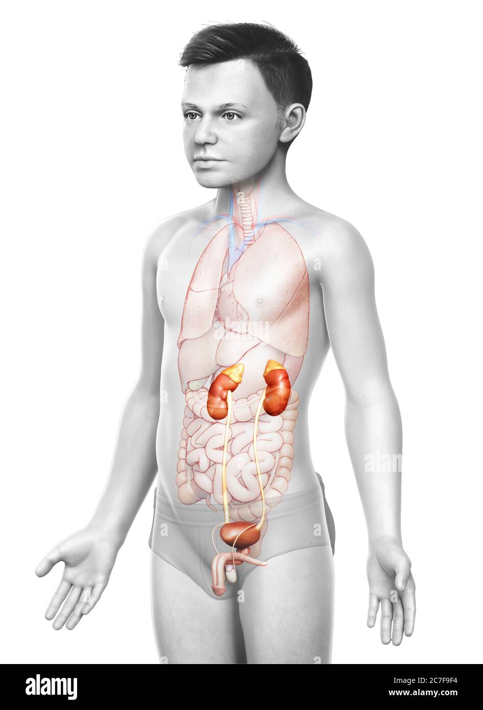 3d gerendert, medizinisch genaue Darstellung der jungen Nieren Anatomie Stockfoto