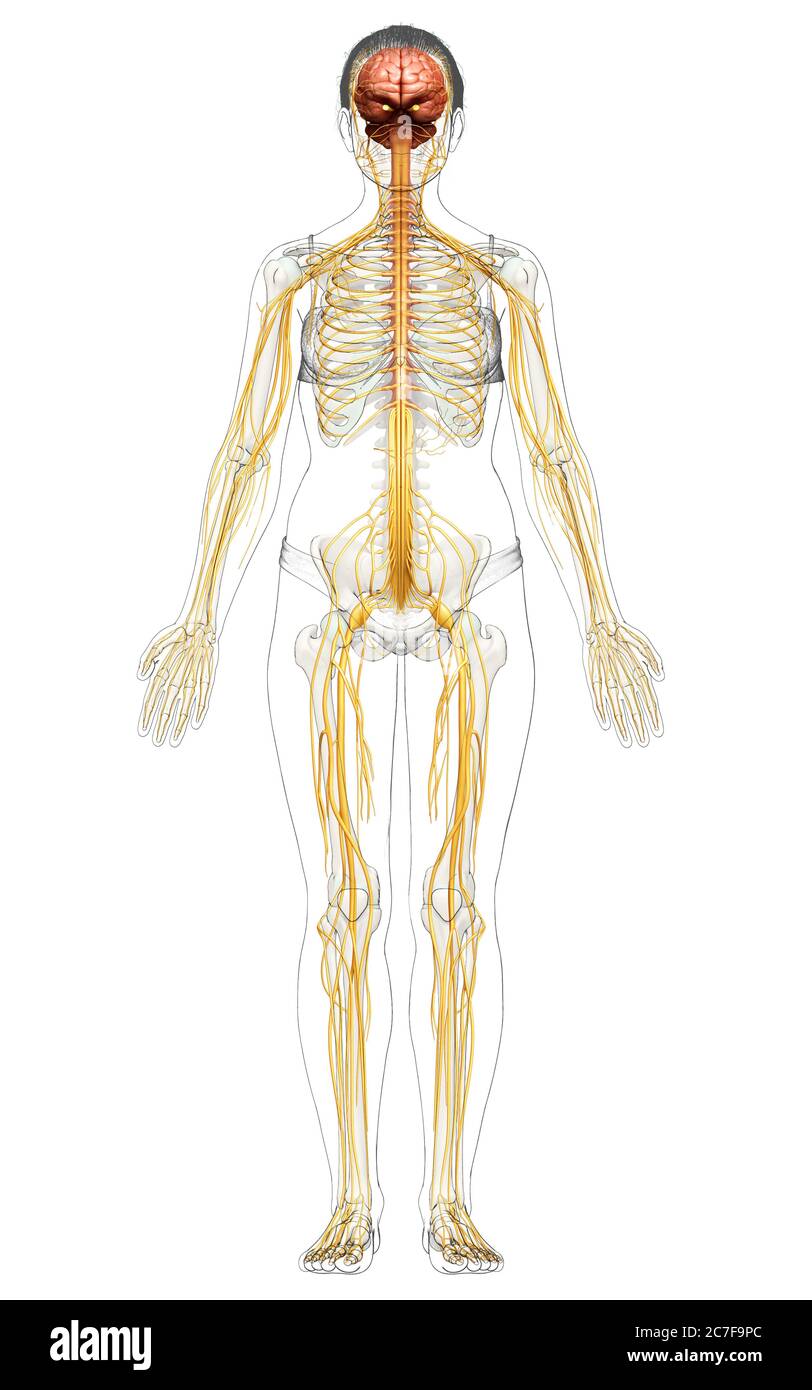 3d-Darstellung medizinisch akkurate Darstellung eines weiblichen Nervensystems Stockfoto