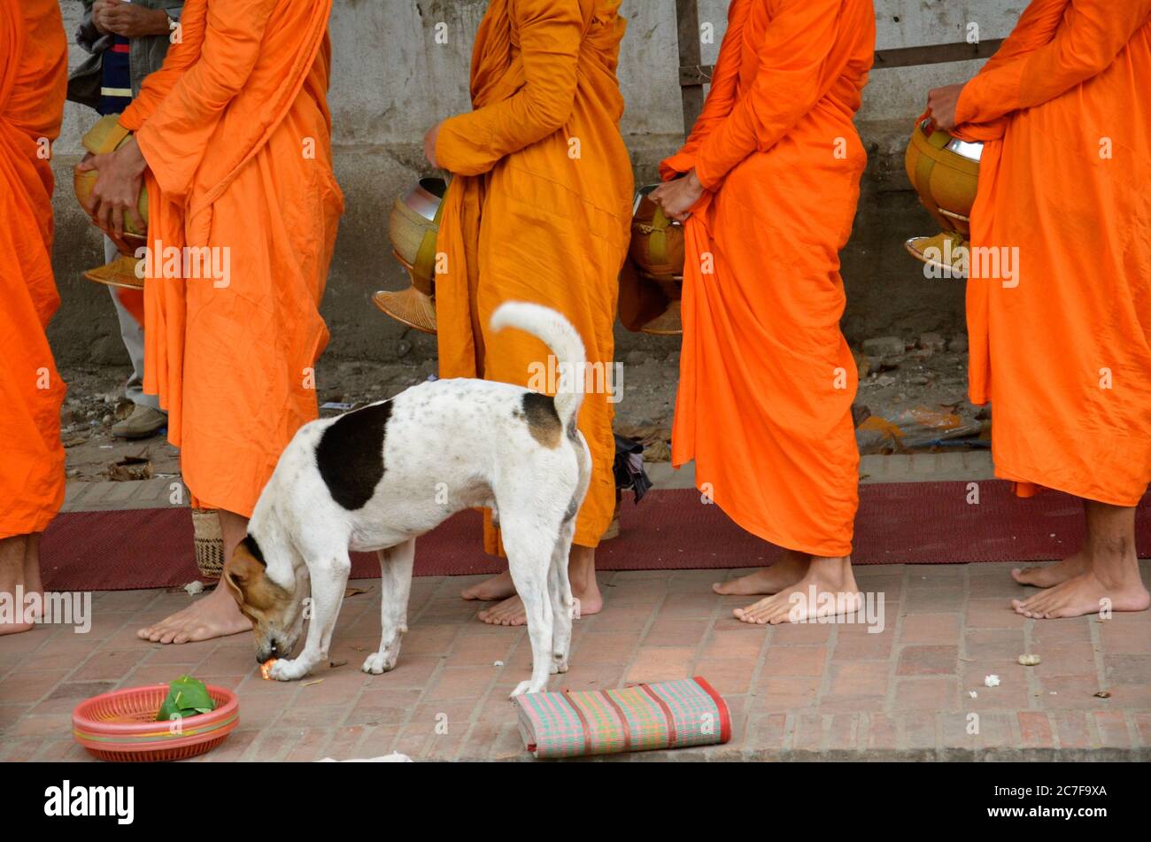 Hund, der eine Orange in der Nähe einer Gruppe von Anbetern mit isst Orangene religiöse Outfits in Luang Prabang Laos Stockfoto