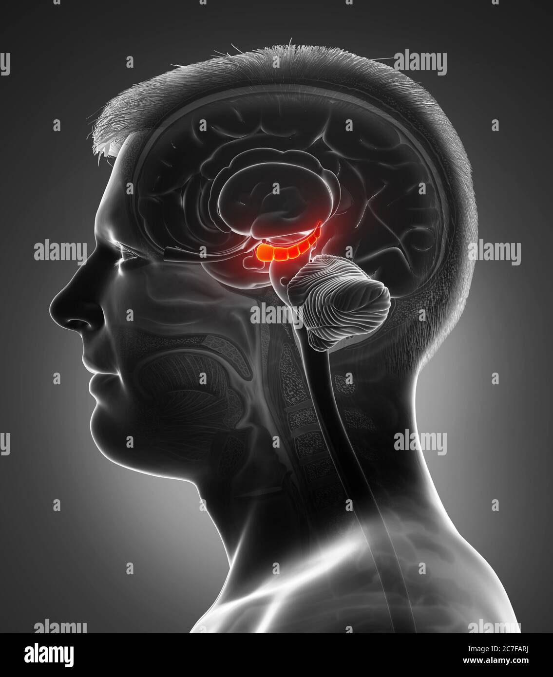 3d Rendering medizinische Illustration des männlichen Gehirns HYPPOCAMPUS Anatomie - Querschnitt Stockfoto