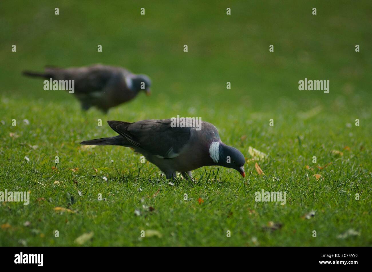 Zwei Holztauben, die sich vom Gras im örtlichen Park ernähren Stockfoto
