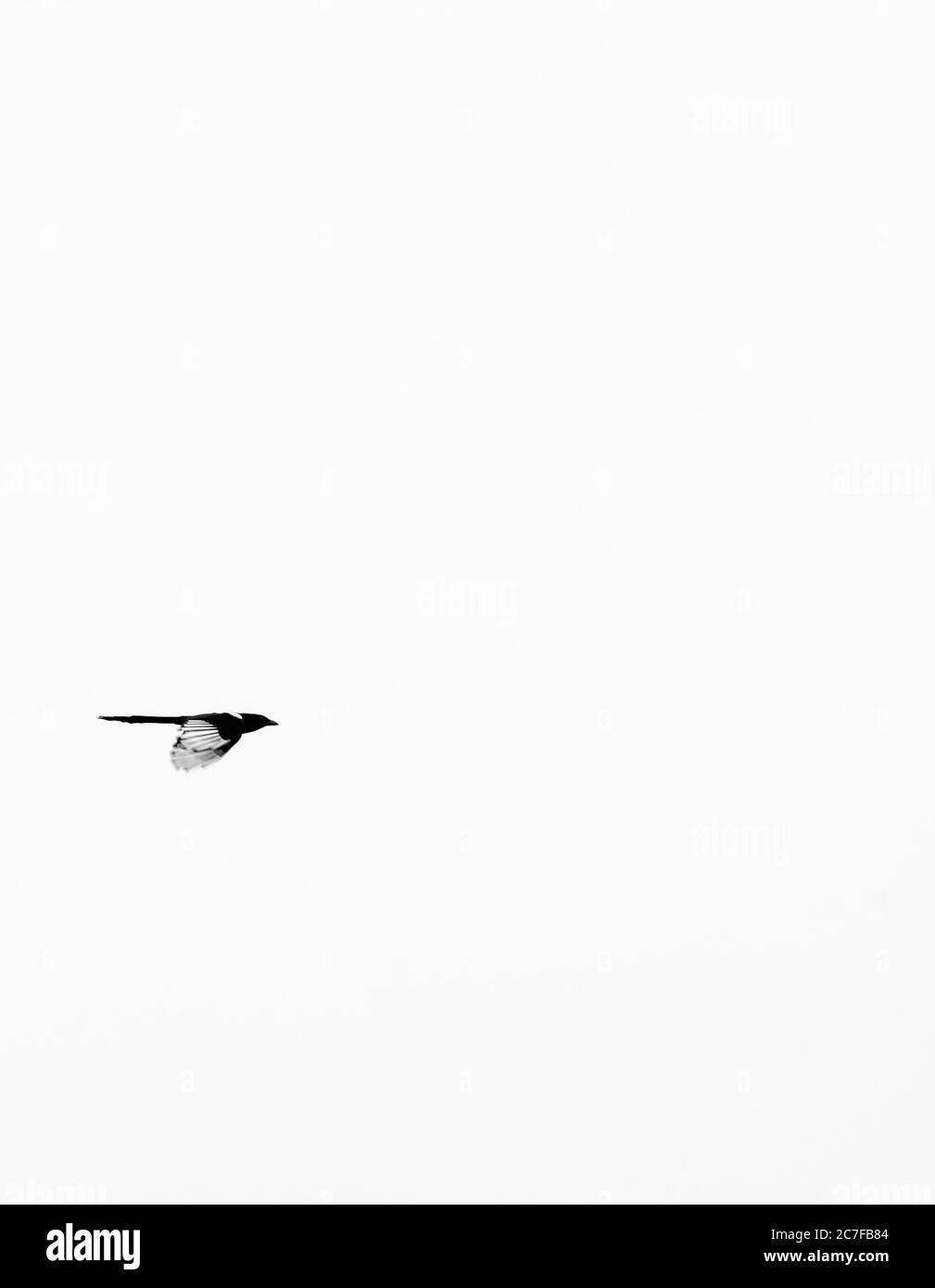 Coole vertikale minimalistische Aufnahme eines frei fliegenden Vogels Vorderseite mit weißem Hintergrund Stockfoto