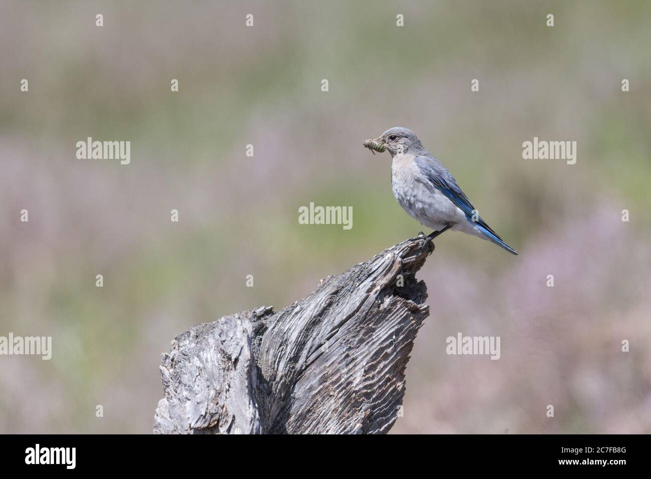 Weibliche Mountain Bluebird in british columbia im Inneren Kanada thront Stockfoto