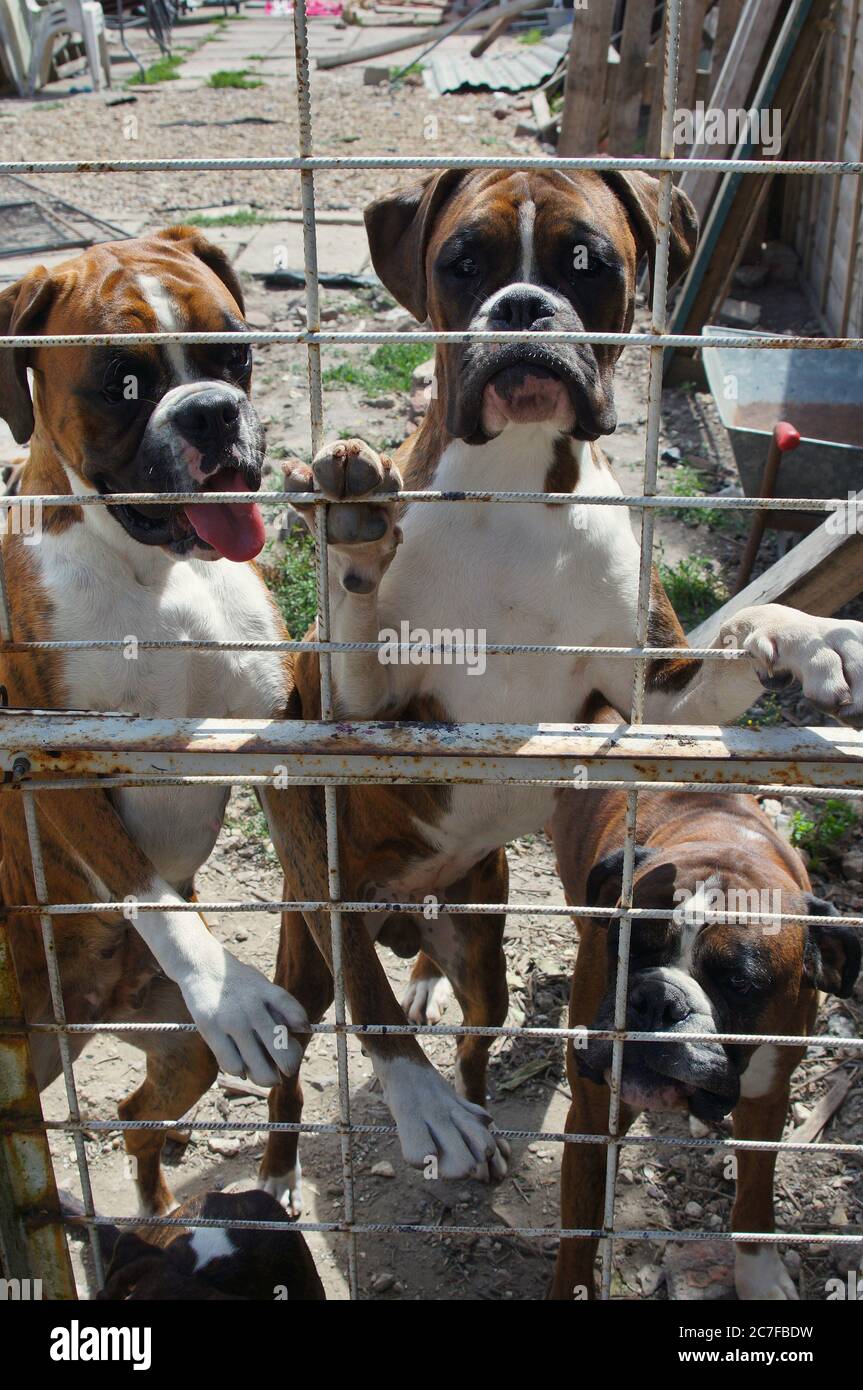 Drei aufgeregt Boxerhunde hinter einem Drahtzaun im Hinterhof Stockfoto