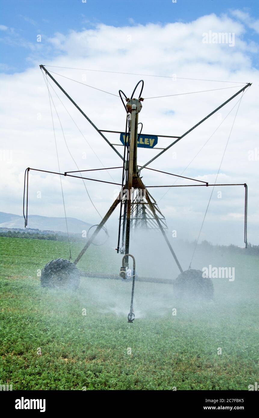 Israel, Beit Shean Valley, Kibbuz Rupin, EINE computergesteuerte mobile Sprinklerleitung Diese Linie wird automatisch durch computergesteuerte Rückmeldung, die eine erzeugt, vorgerutscht Stockfoto