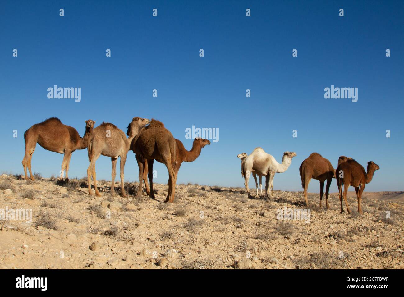 Eine Herde Dromedary oder arabische Kamele (Camelus dromedarius), die in der Wüste wandern. Fotografiert in der Negev-Wüste, Israel Stockfoto