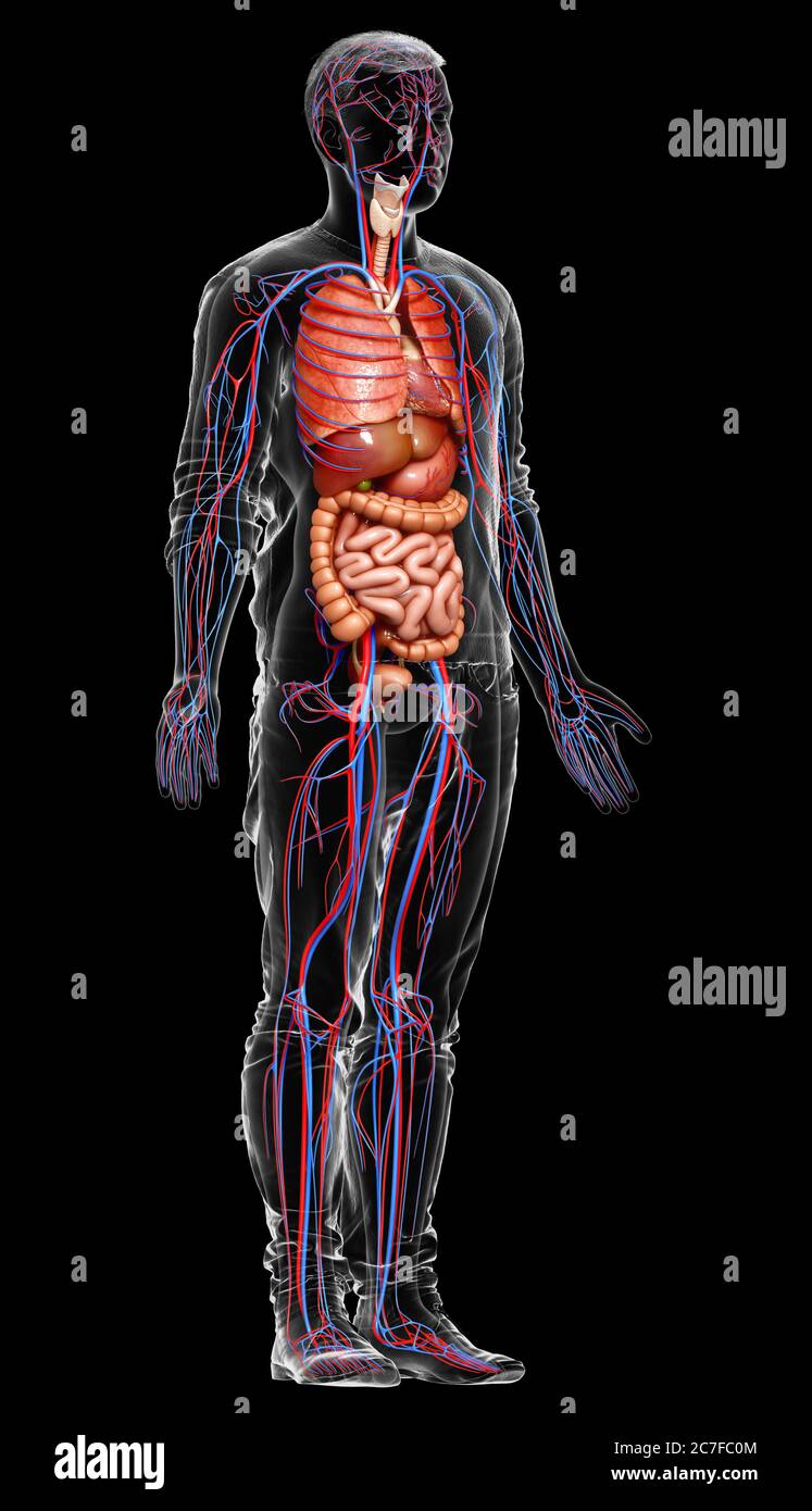 3d-Darstellung medizinisch genaue Darstellung der männlichen inneren Organe und des Kreislaufsystems Stockfoto