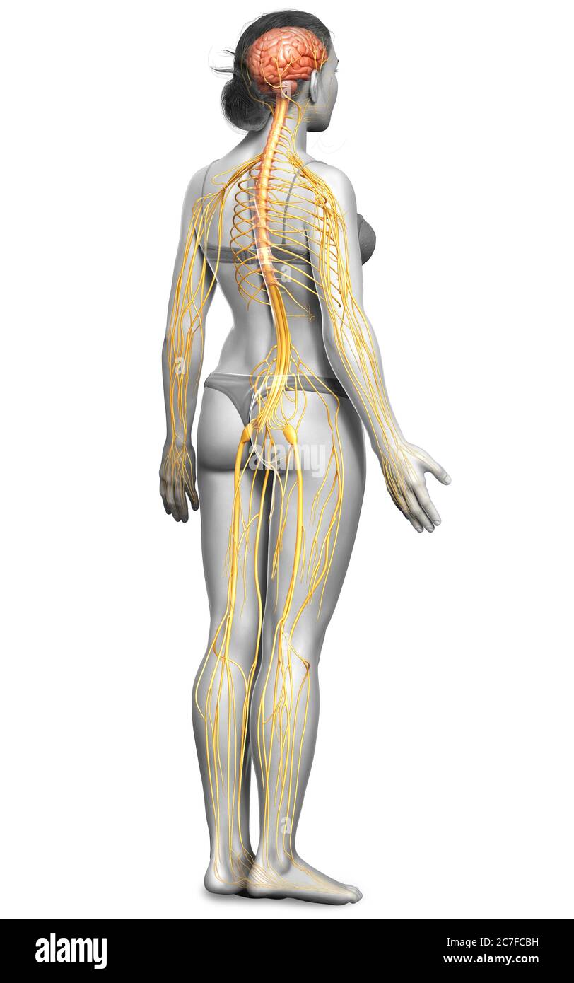 3d-Darstellung medizinisch akkurate Darstellung eines weiblichen Nervensystems Stockfoto