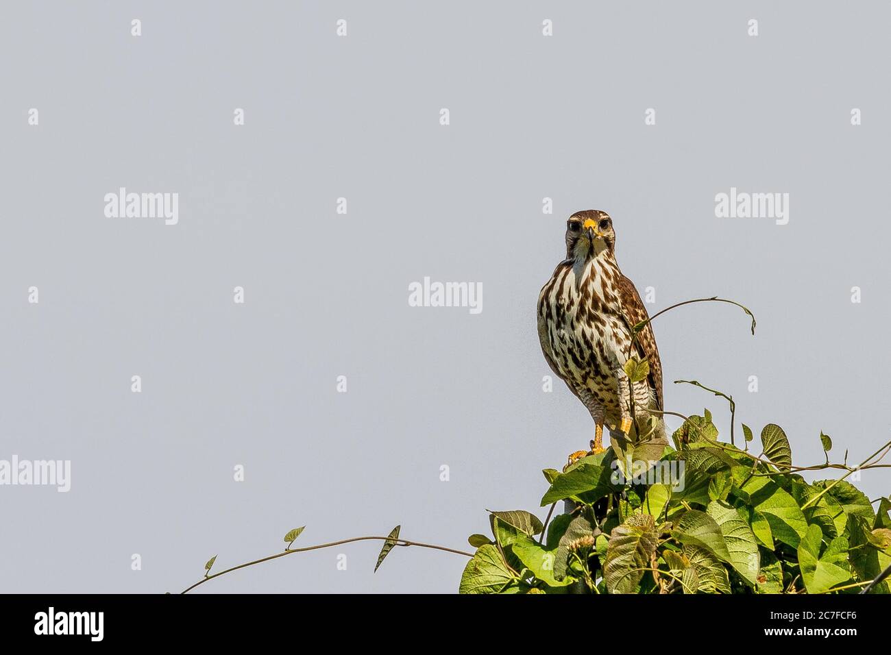 Niedlicher Adler, der auf einem hohen Busch unter dem klaren steht Himmel Stockfoto
