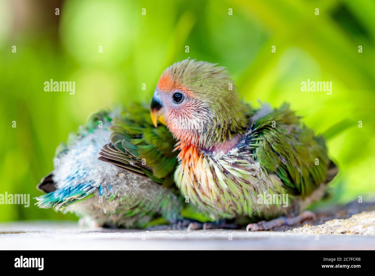 Baby Pfirsich konfrontiert Liebesvogel auf einem verschwommenen grünen Hintergrund Stockfoto