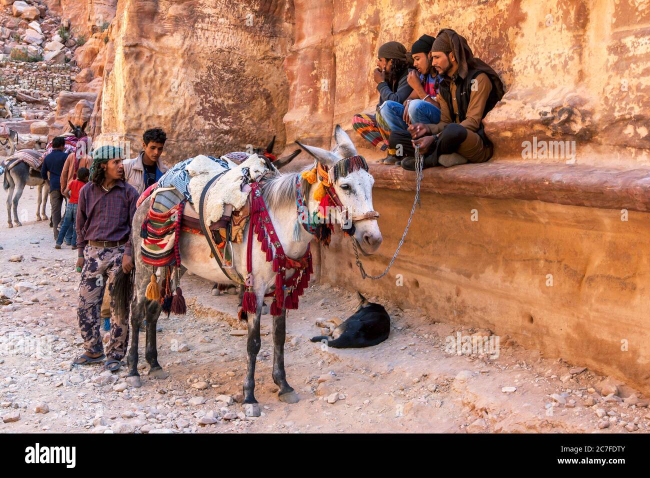 Beduinen mit ihren Pferden warten in der Nähe des Schatzamtes auf die Kunden, die durch die antike Stätte Petra in Jordanien reiten. Stockfoto
