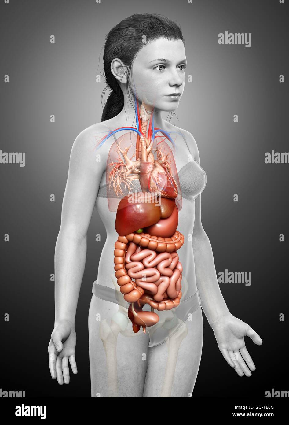 3d gerendert medizinisch genaue Illustration von jungen Mädchen Verdauungssystem und Herz Stockfoto
