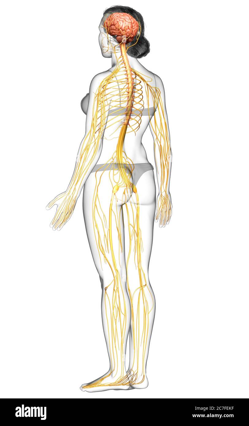 3d-Darstellung medizinisch akkurate Darstellung eines weiblichen Nervensystems Stockfoto