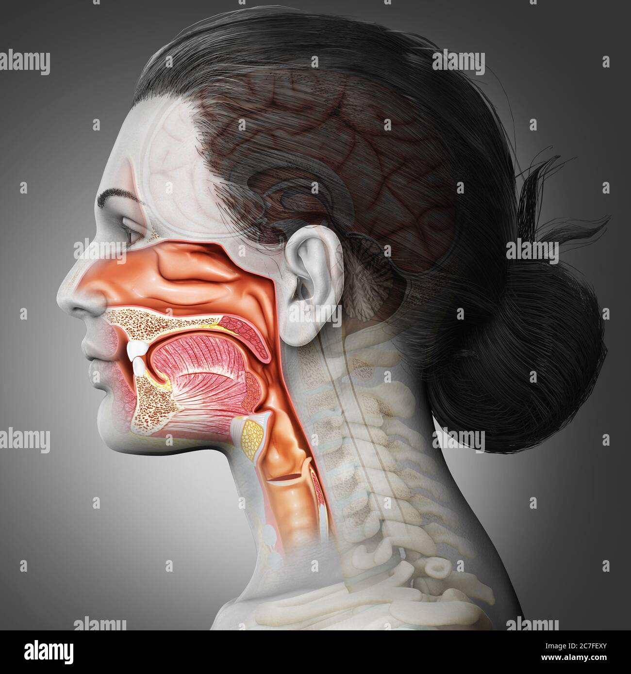 3d gerendert, medizinisch genaue Darstellung der weiblichen Luftröhre und Speiseröhre Anatomie Stockfoto