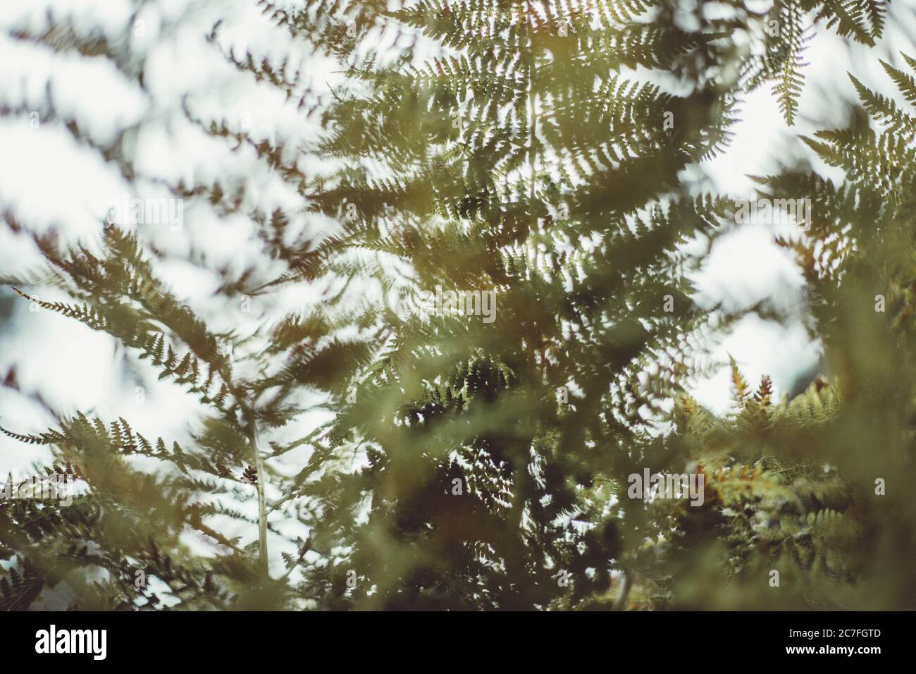 Detail der verschwommenen Blätter von Farnen aus dem niedrigen Winkel mit Blättern im Hintergrund Stockfoto