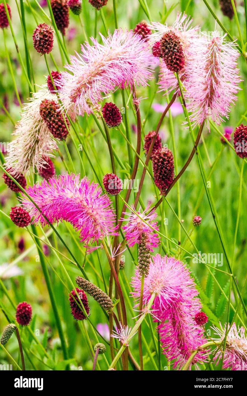 Rosa Sanguisorba obtusa gemischt Red Sanguisorba officinalis 'Crimson Queen' im Juli Garten Stockfoto