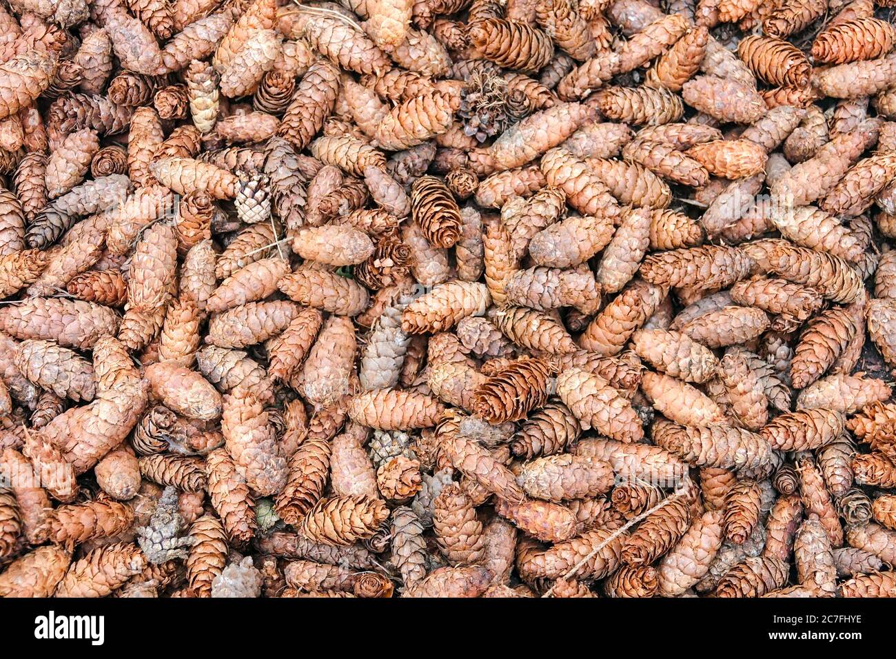 Kaiserfichten-Zapfen Hintergrund Gymnosperm, Picea, Zapfen Stockfoto