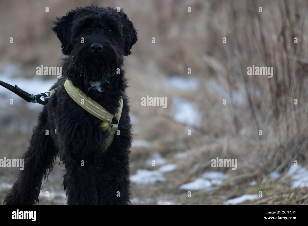 Niedlicher schwarzer Hund an der Leine auf einem schmalen Pfad Umgeben von getrockneten Pflanzen Stockfoto