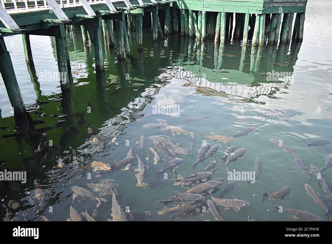 Eine große Anzahl von Fischen wird am Mansar See Jammu Indien gefunden. Stockfoto