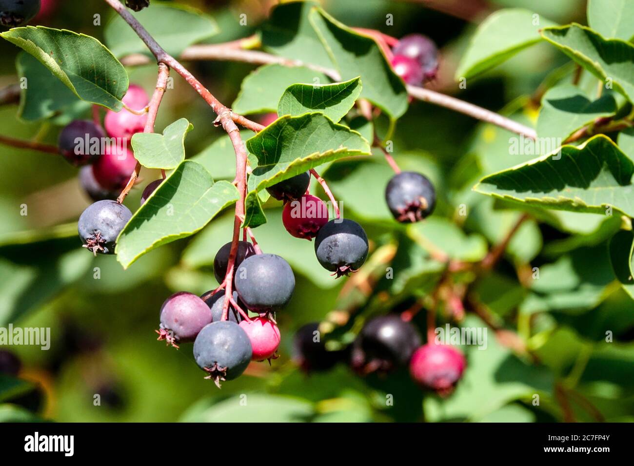 Amelanchier reifende Früchte Amelanchier Juneberry Frucht Stockfoto