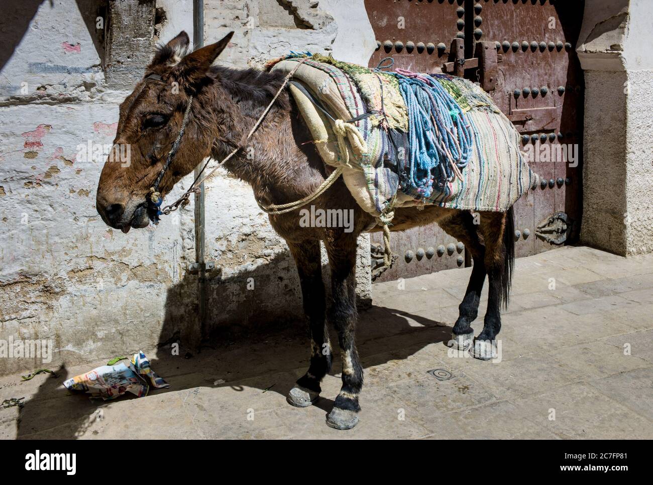 Einsam, erbärmlich und schlecht gepflegt Esel oder Maultier mit einer dicken farbigen Abdeckung in der brennenden Sonne ohne Wasser in einer Straße in Fez, Marokko stehen Stockfoto