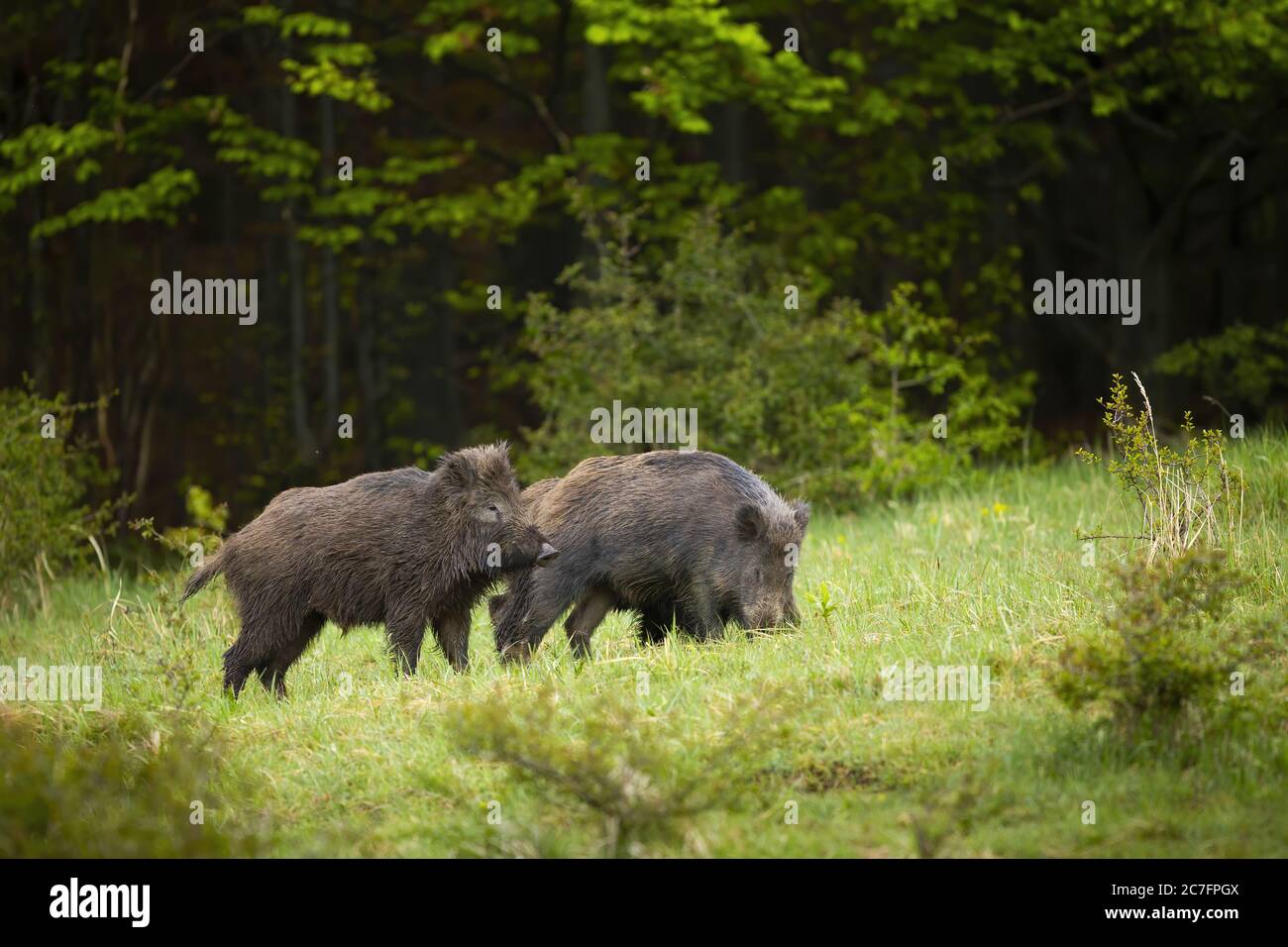 Zwei Wildschweine graben auf einem Wiesenboden mit grünem Gras in der Sommernatur. Stockfoto