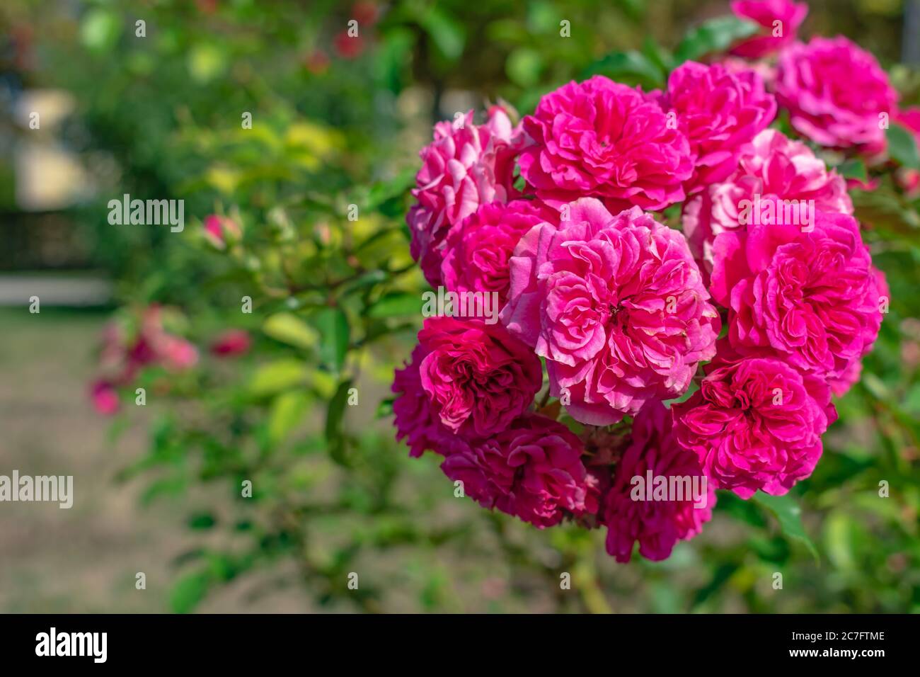 Nahaufnahme von schönen floribunda Blumen auf einem verschwommenen Hintergrund Stockfoto