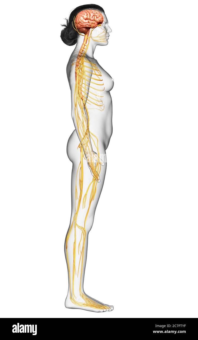 3d-Darstellung medizinisch akkurate Darstellung eines weiblichen Nervensystems Stockfoto