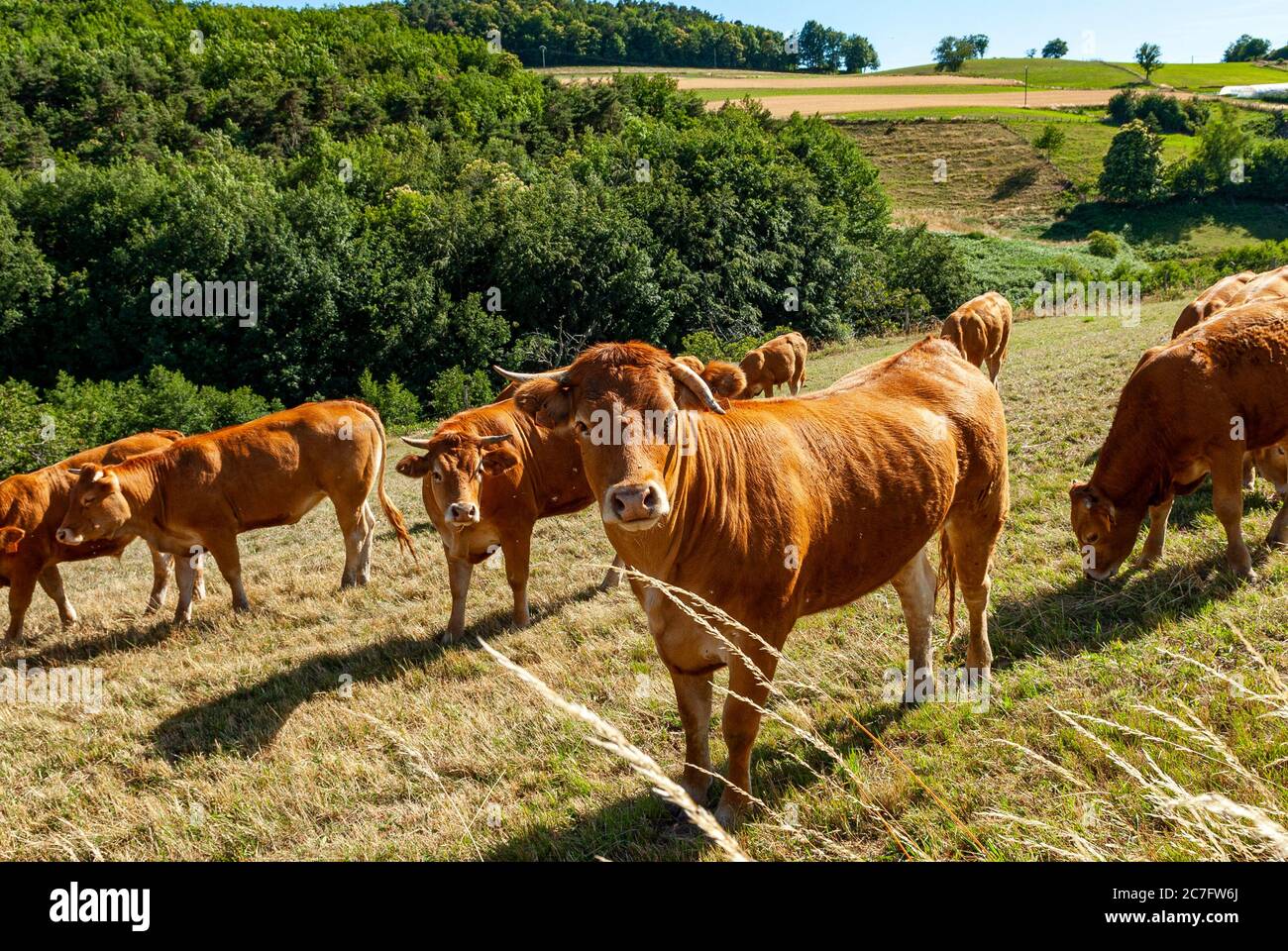 Kühe im Sommer rund um das Dorf Saint-Martin-en-Haut in den Monts du Lyonnais im Departement Rhone in Frankreich Stockfoto