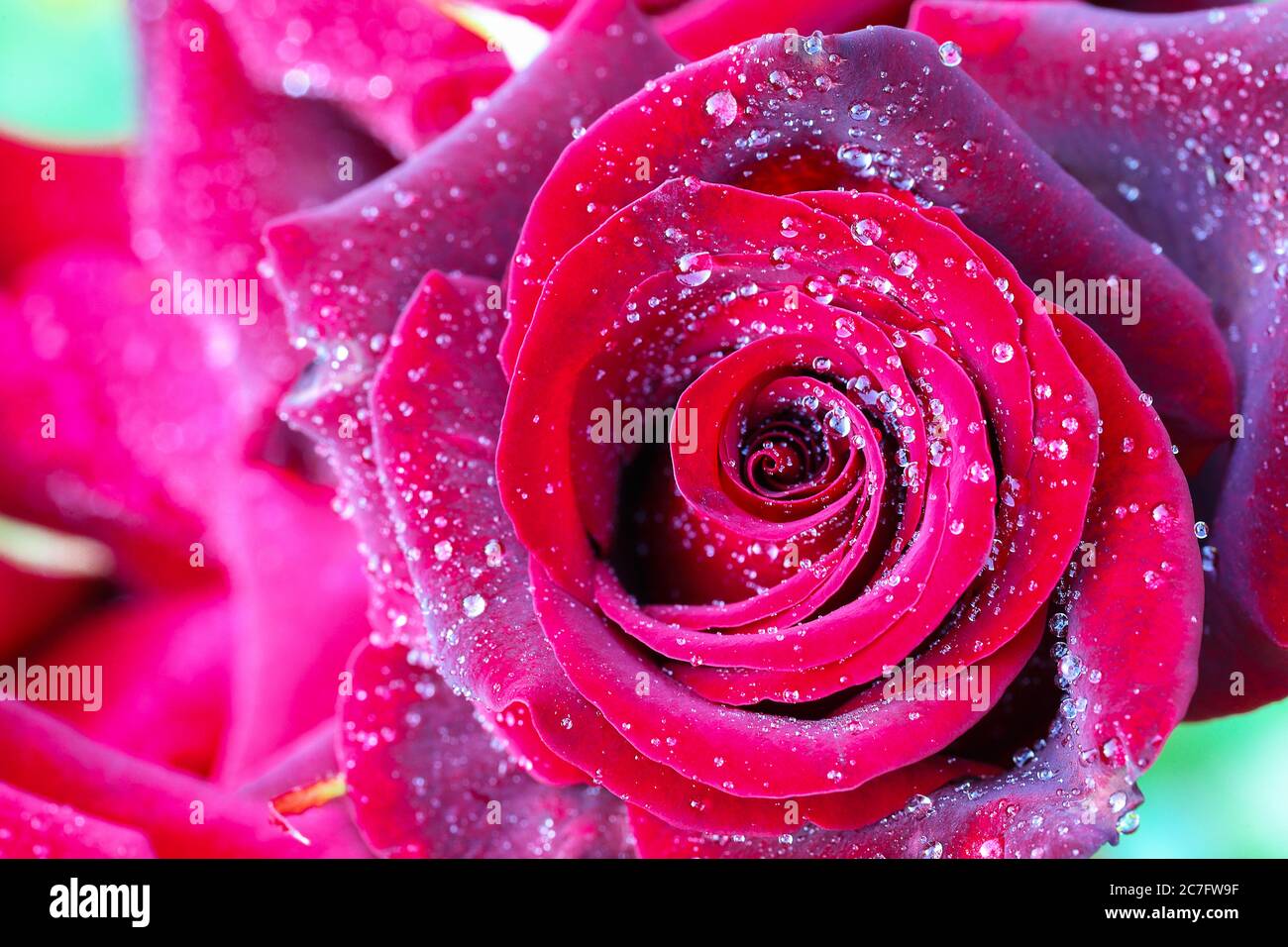 Wassertropfen auf der Rose. Nahaufnahme Stockfoto