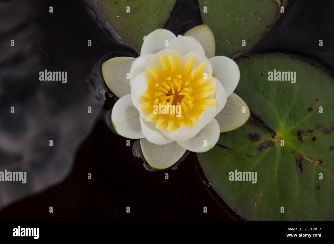Weiße Seerose Blume. Weißer Lotus auf dem Wasser Stockfoto