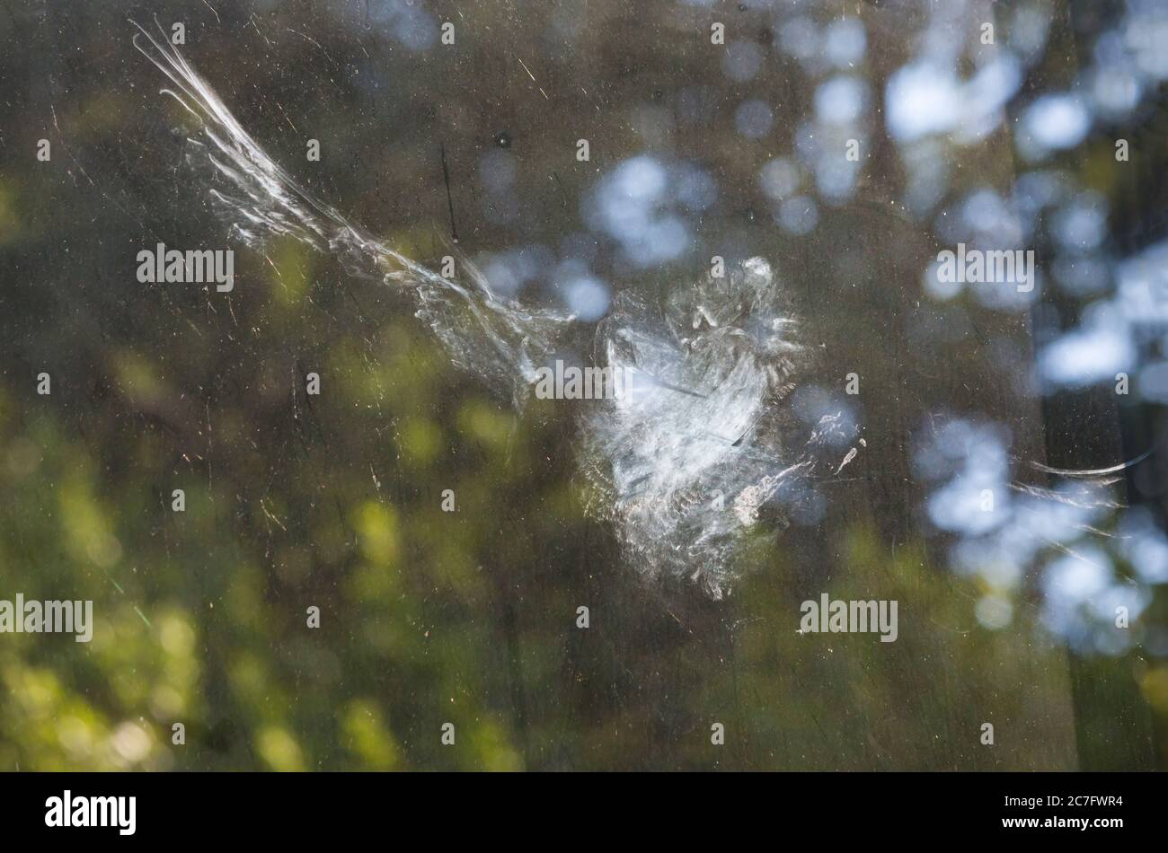 Impressum Eindruck eines Vogels, der in die Glastür des Hauses fliegt und im Juli in Bournemouth, Dorset UK, einen Federstaub hinterlässt Stockfoto