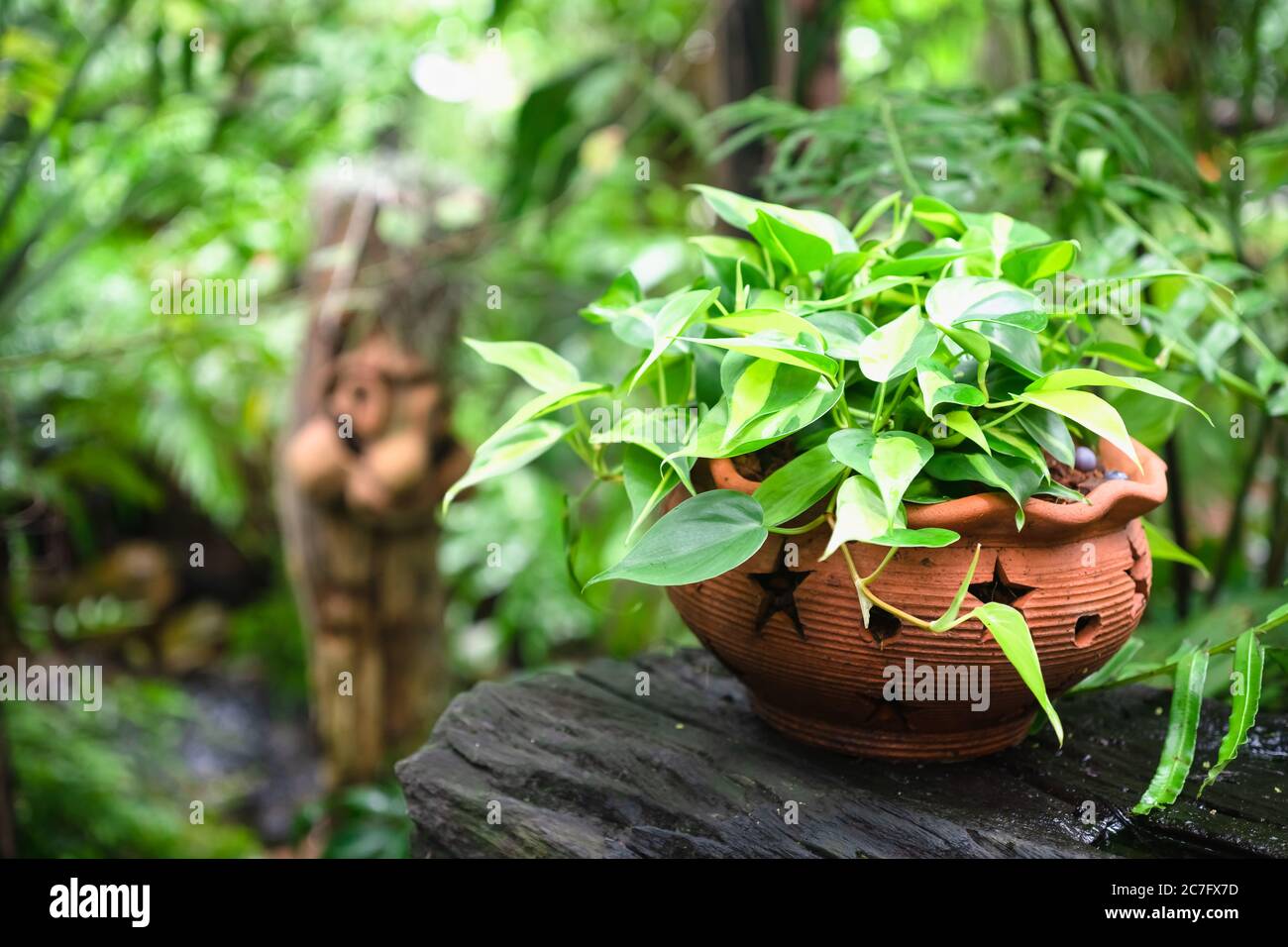 Goldenes Pothos oder Eipremnum aureum im Blumentopf im tropischen grünen Garten. Stockfoto