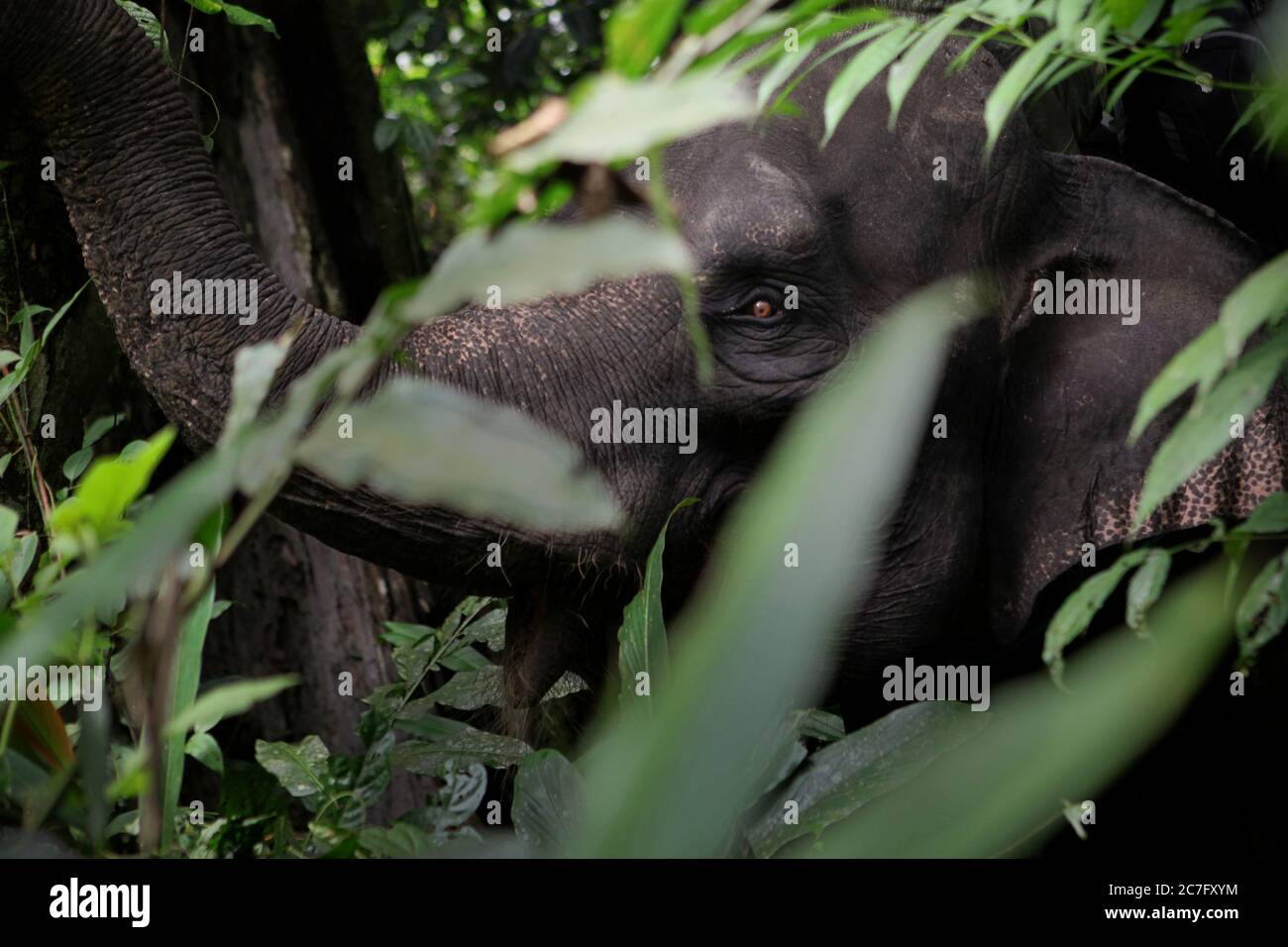 Ein sumatraelefant (Elephas maximus sumatranus), Mitglied der Conservation Response Unit (CRU) im Tangkahan Wald, Nord-Sumatra, Indonesien. Stockfoto