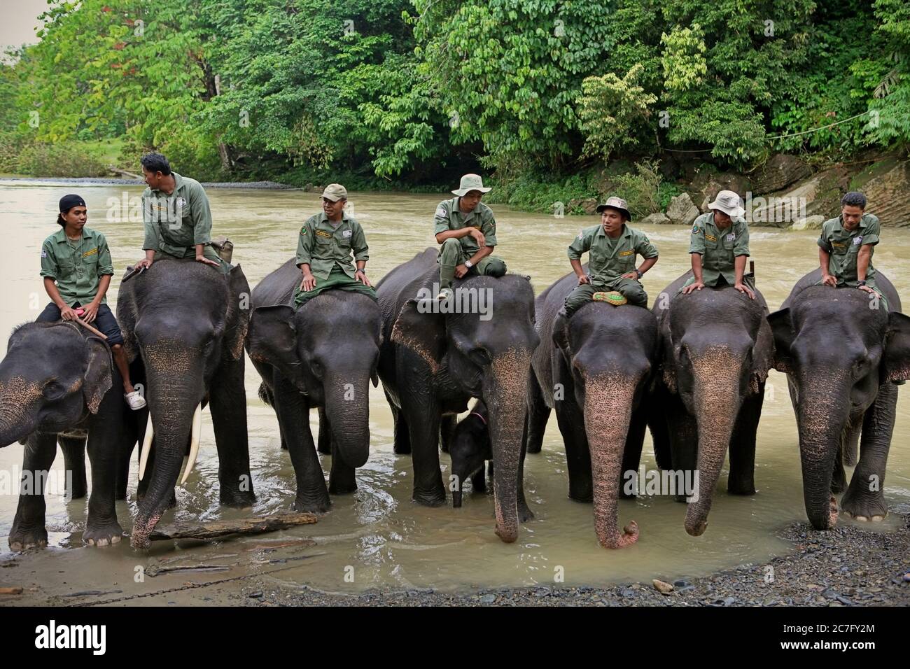 Porträt eines Elefanten-Patrouillenkommandos, Conservation Response Unit (CRU) - Gunung Leuser Nationalpark, in Tangkahan, Nord-Sumatra, Indonesien. Stockfoto