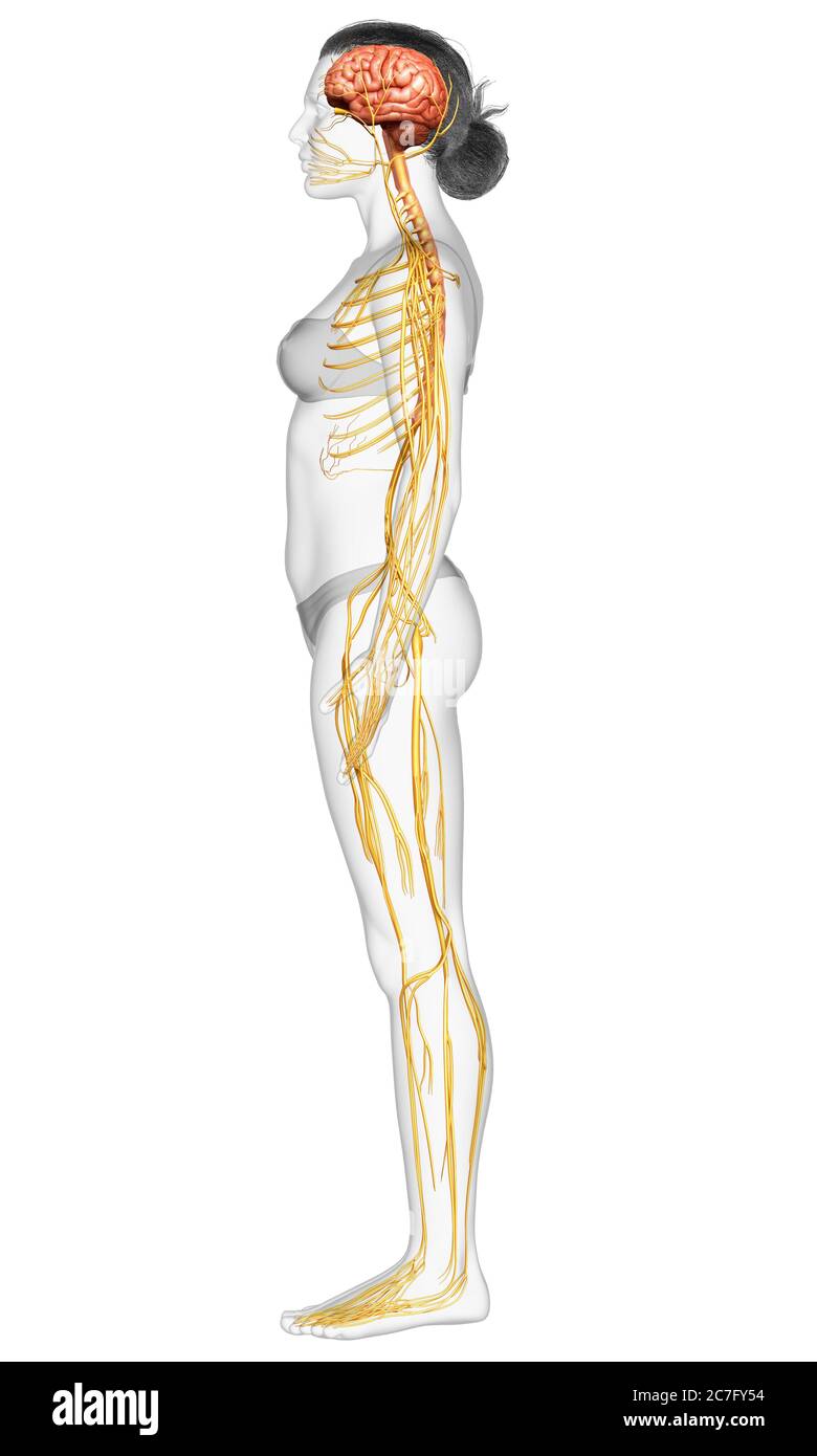 3d-Darstellung medizinisch akkurate Darstellung eines weiblichen Nervensystems Stockfoto