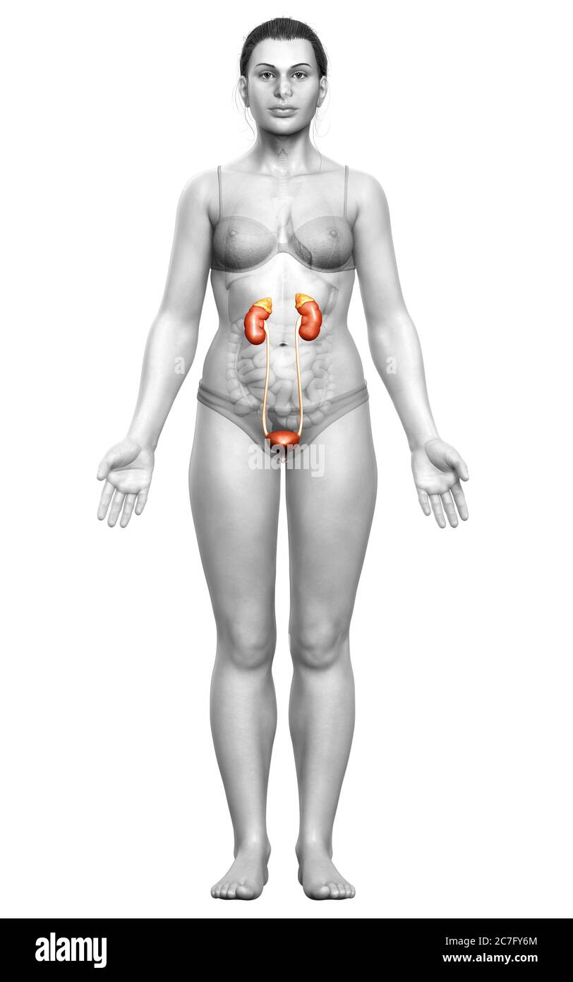 3d gerendert, medizinisch genaue Darstellung der weiblichen Nieren Stockfoto